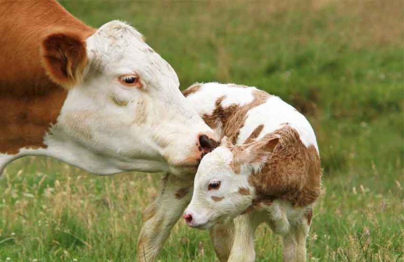 روز جهانی شیر غیرلبنی - شیر گیاهی